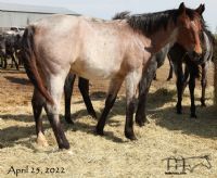 Drifting Lou's 2021 bay roan filly